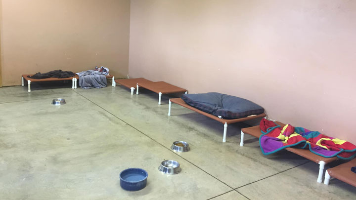 dog beds we offer with dog boarding