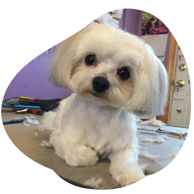 dog after getting a grooming