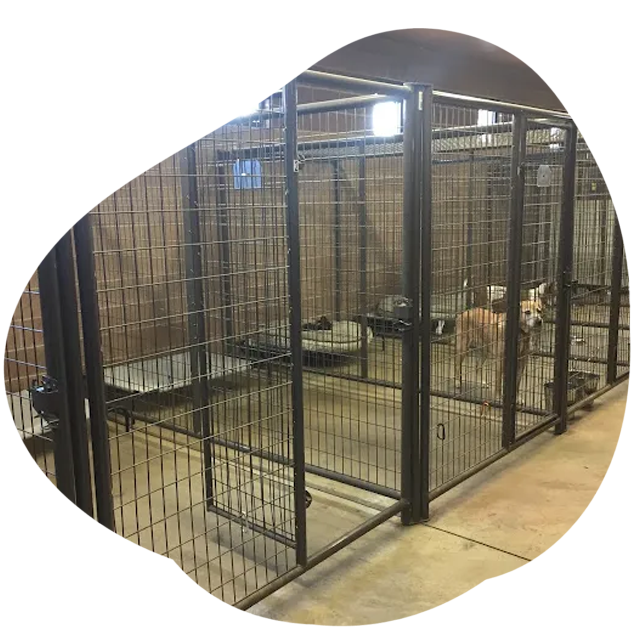 dog boarding kennels