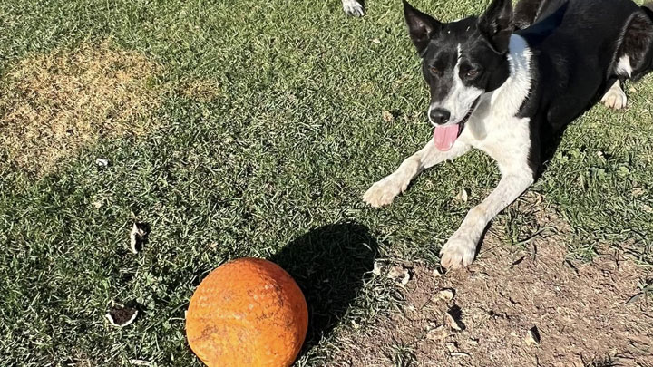 dog in our kennel yard in heber