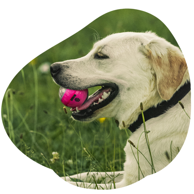 dog playing with ball in heber