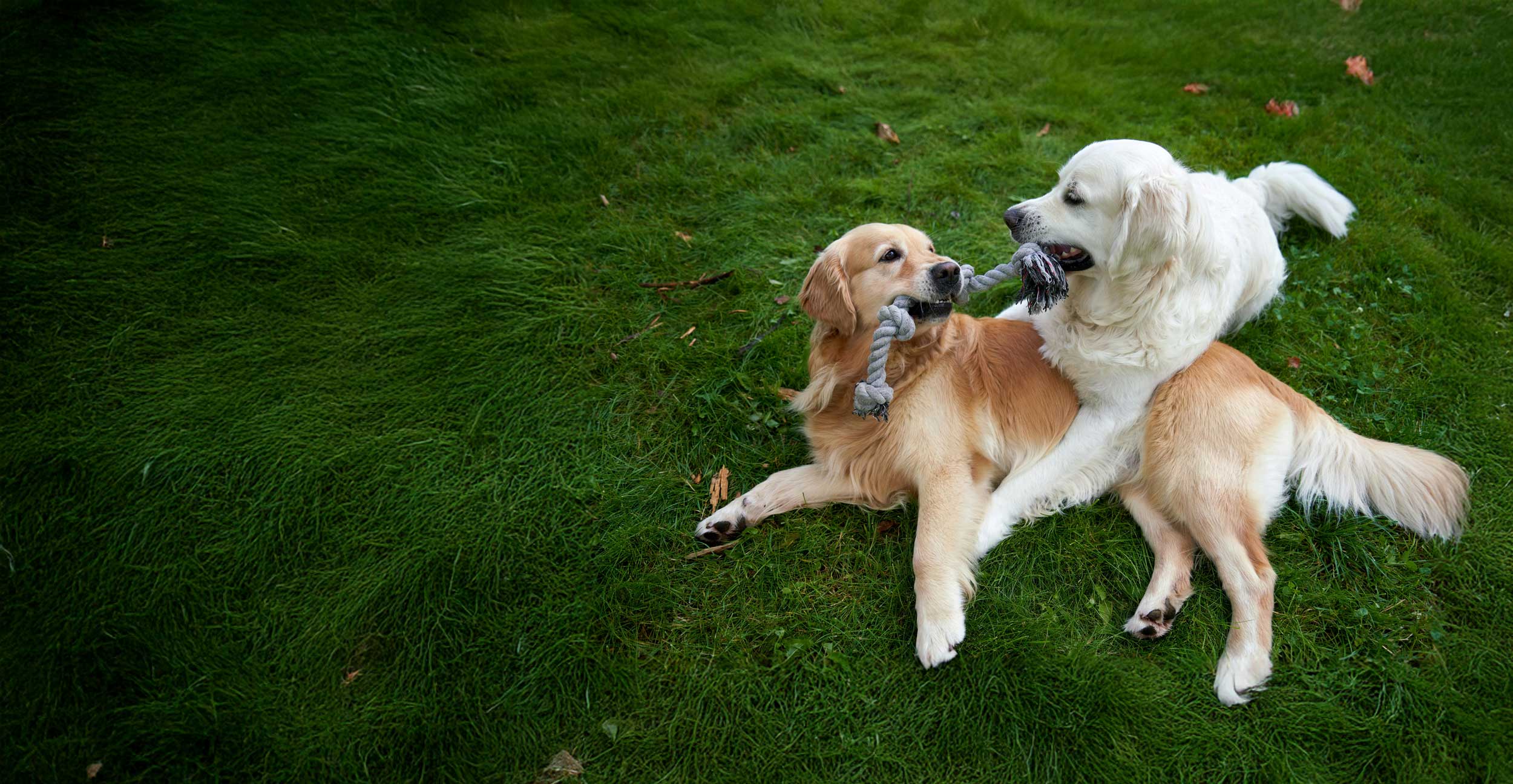 two dogs playing in heber dog boarding