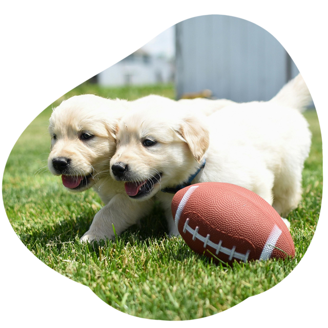 two small dogs playing in heber