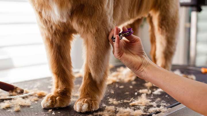 dog grooming in heber city