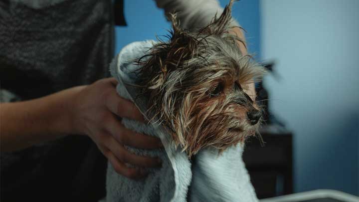 washing dog in heber city