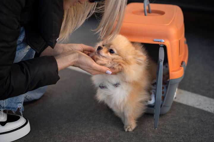 dog boarding client dropping off their dog in heber